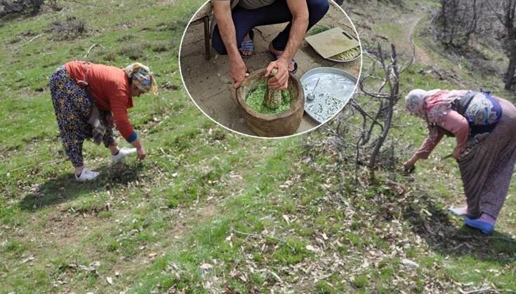Dağdan toplanıyor, kilosu 10 bin TL’ye satılıyor
